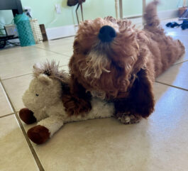 {{brizy_dc_image_alt entityId=