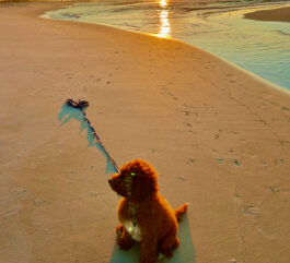 {{brizy_dc_image_alt entityId=