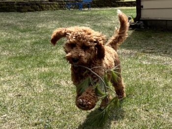 {{brizy_dc_image_alt entityId=