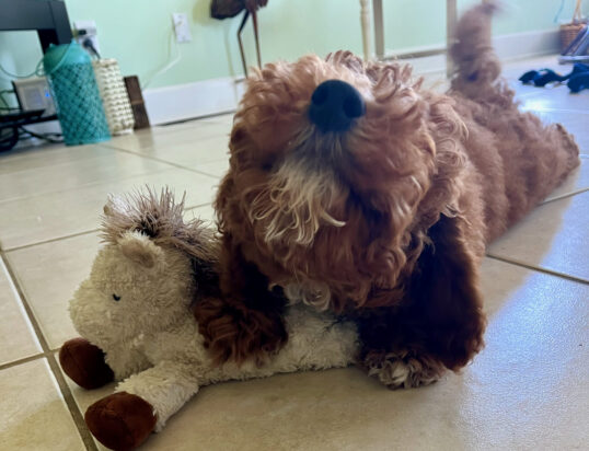 {{brizy_dc_image_alt entityId=