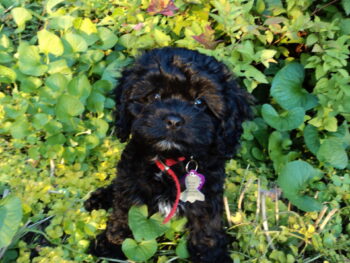 {{brizy_dc_image_alt entityId=