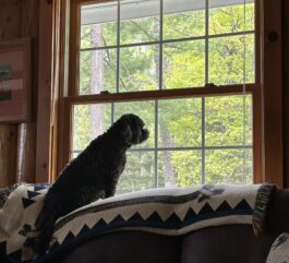 {{brizy_dc_image_alt entityId=