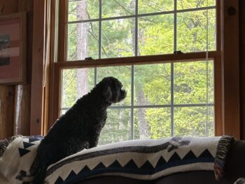 {{brizy_dc_image_alt entityId=