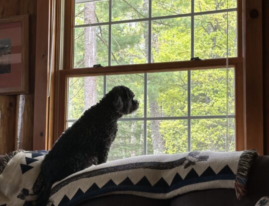 {{brizy_dc_image_alt entityId=