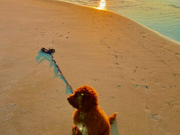 {{brizy_dc_image_alt entityId=