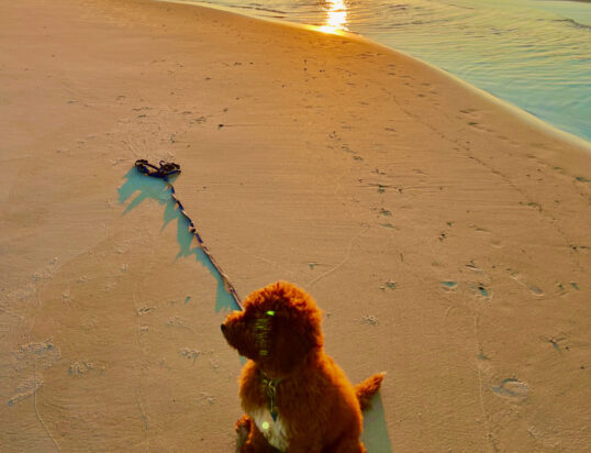 {{brizy_dc_image_alt entityId=