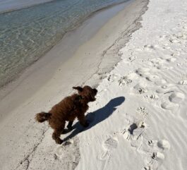 {{brizy_dc_image_alt entityId=