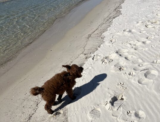 {{brizy_dc_image_alt entityId=