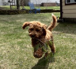 {{brizy_dc_image_alt entityId=