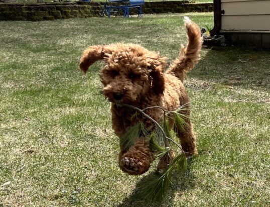 {{brizy_dc_image_alt entityId=