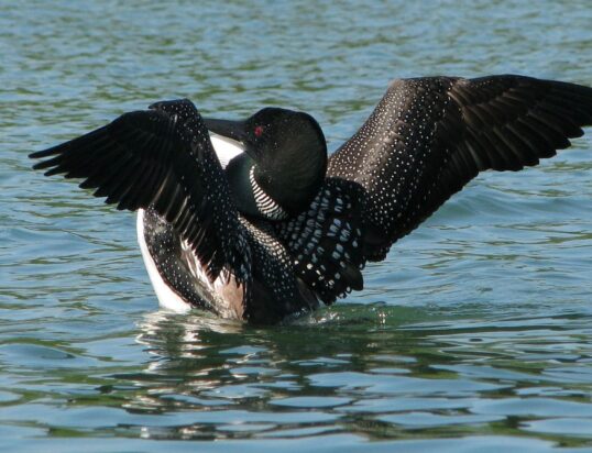 bernell-common-loon-5291143