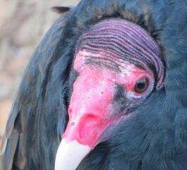 {{brizy_dc_image_alt entityId=