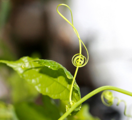 {{brizy_dc_image_alt entityId=