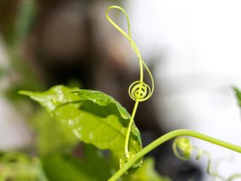 {{brizy_dc_image_alt entityId=