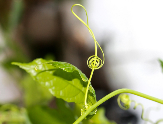 {{brizy_dc_image_alt entityId=